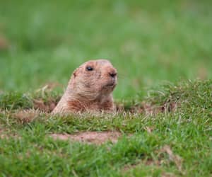 Countdown to Groundhog Day - Monday, 2 February 2026